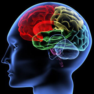 neuroimage Understanding the brain and how people think